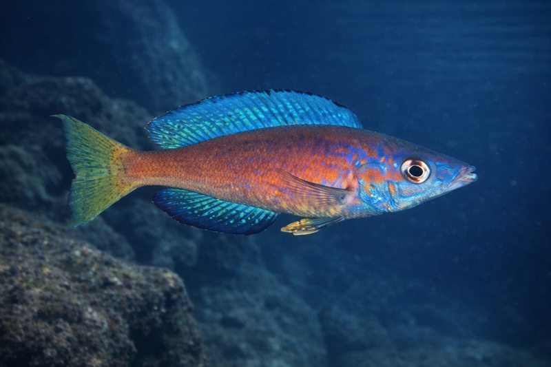 Cyprichromis microlepidotus 'Magara'